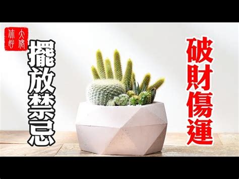 養仙人掌風水